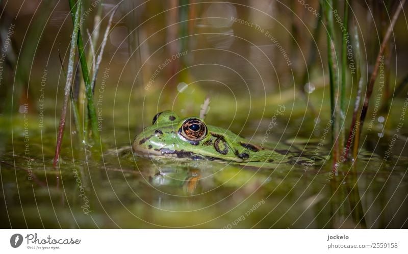 Upper edge of lower lip Environment Nature Water Summer Bushes Animal Frog 1 Observe Crawl Swimming & Bathing Looking Brown Multicoloured Yellow Gold Green