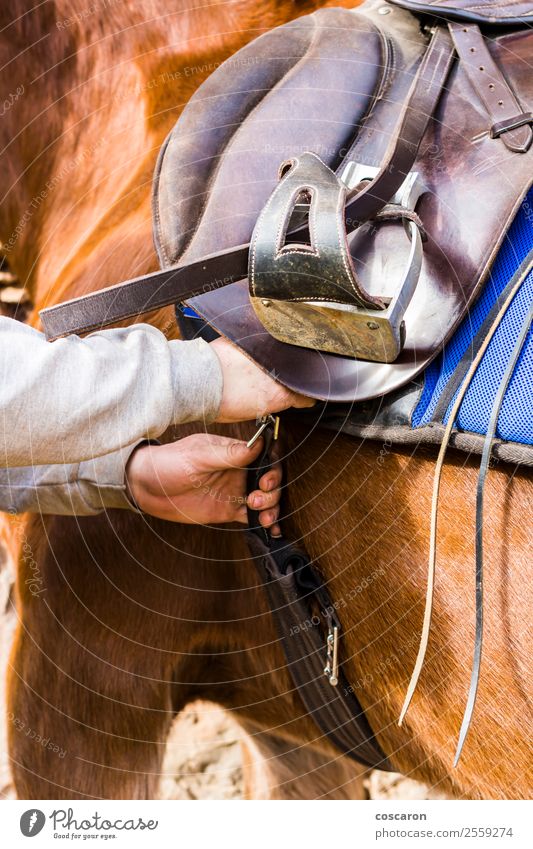 Man saddling a horse and tighten the girth. Foreground. Lifestyle Ride Decoration Sports Human being Masculine Young man Youth (Young adults) Adults Hand 1