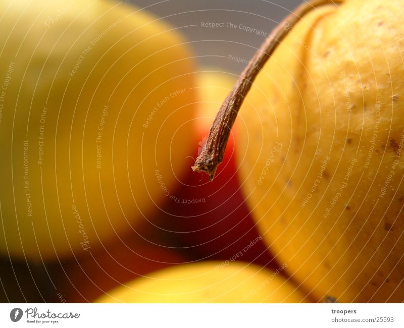 apple stalk Yellow Nutrition Apple Stalk Macro (Extreme close-up) Detail Fruit