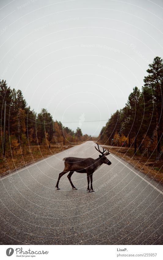 rudi at 12 o'clock Nature Sky Autumn Tree Forest Deserted Street Animal Wild animal Pelt Reindeer Looking Stand Brown Gray Green Acceptance Love of animals