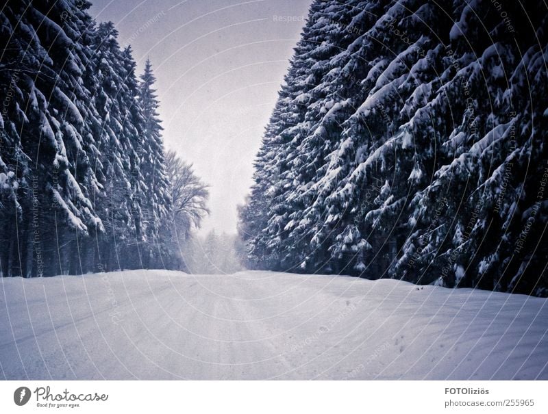 Cold times Trip Adventure Winter Snow Winter vacation Winter sports Weather Snowfall Tree Fir tree Forest Deserted Gloomy Haze Fog Street Colour photo