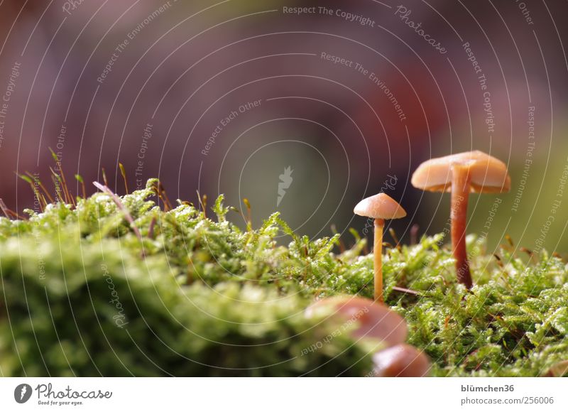 Once I grow up, I'm going to... Food Vegetable Nutrition Nature Plant Autumn Moss Mushroom Mushroom cap Woodground Growth Esthetic Beautiful Small Delicious