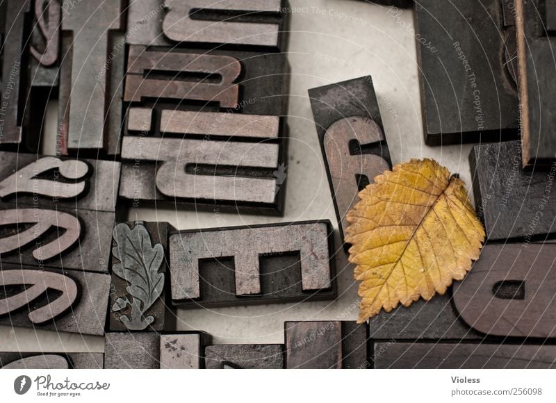 domino Technology Stamp Sign Characters Black Design letter Text Punctuation mark Pressure gutenberg printing process Leaf Rachis Autumn Colour photo Close-up