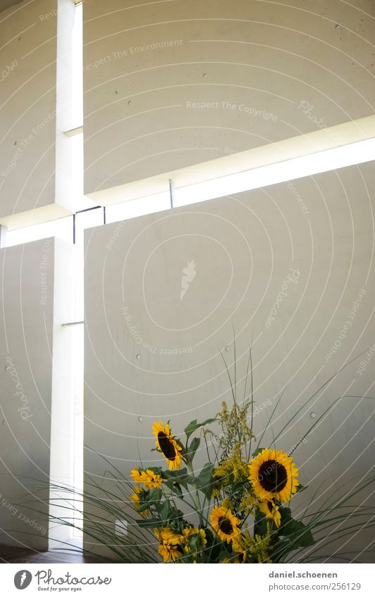may be used for religious purposes Church Wall (barrier) Wall (building) Window Sign Crucifix Religion and faith Bouquet Sunflower Interior design Modern Light
