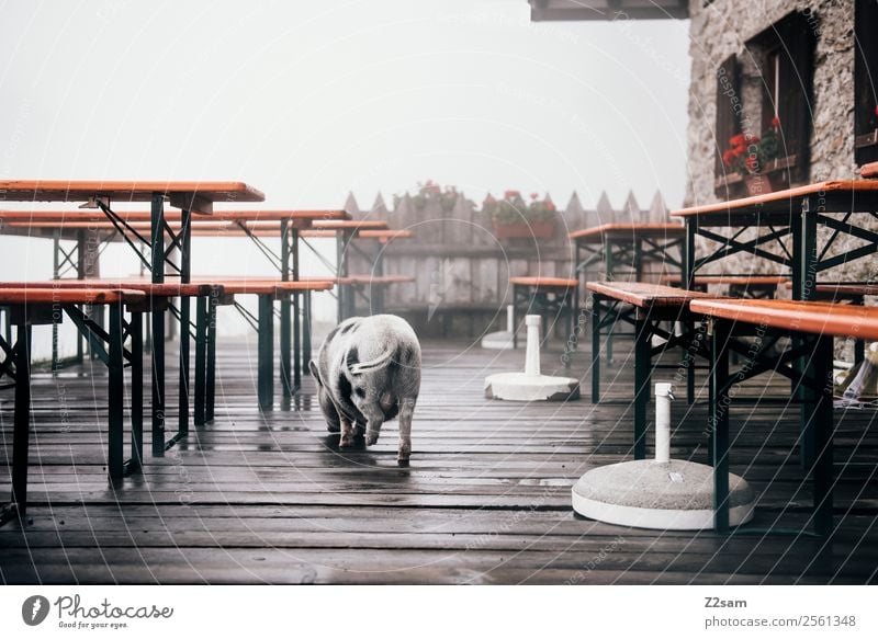 Mini pig in the beer garden Fog Alps Mountain Swine mini pig Pigs 1 Animal Going Small Natural Cute Calm Beer garden Colour photo Exterior shot Contrast Sunrise