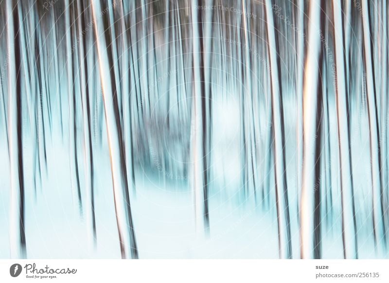 winter lights Winter Snow Nature Landscape Tree Forest Line Stripe Dream Exceptional Fantastic Cold Blue White Emotions Moody Cool (slang) Loneliness Esthetic