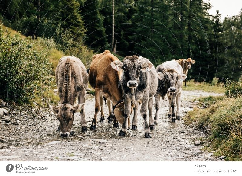 Pitztal young cattle Mountain Hiking Nature Landscape Autumn Bushes Forest Alps Farm animal Cow Group of animals Herd Observe Looking Stand Sustainability