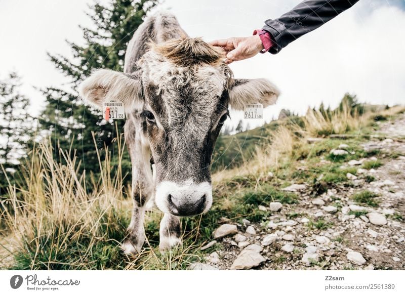 caress a cow Mountain Hiking Woman Adults Hand Nature Landscape Autumn Bushes Meadow Alps Farm animal Cow 1 Animal Painting (action, work) Friendliness