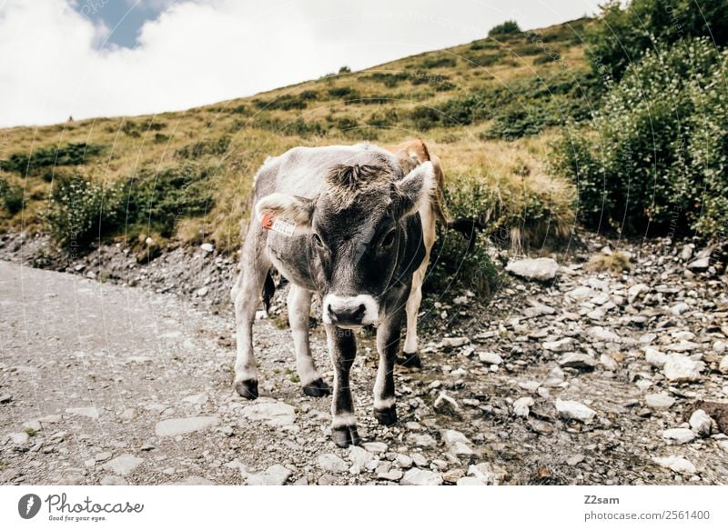 Pitztal cows Mountain Hiking Environment Nature Landscape Sky Clouds Summer Beautiful weather Alps Farm animal Cow 1 Animal Herd Looking Stand Natural Gray