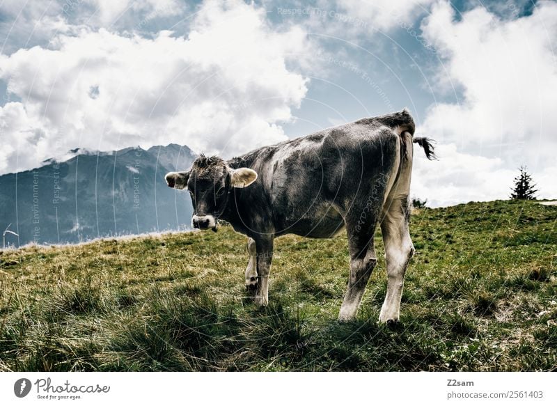 Pitztal cow Mountain Hiking Feasts & Celebrations Nature Landscape Sky Clouds Beautiful weather Grass Alps Farm animal Cow 1 Animal Stand Natural Gray Power