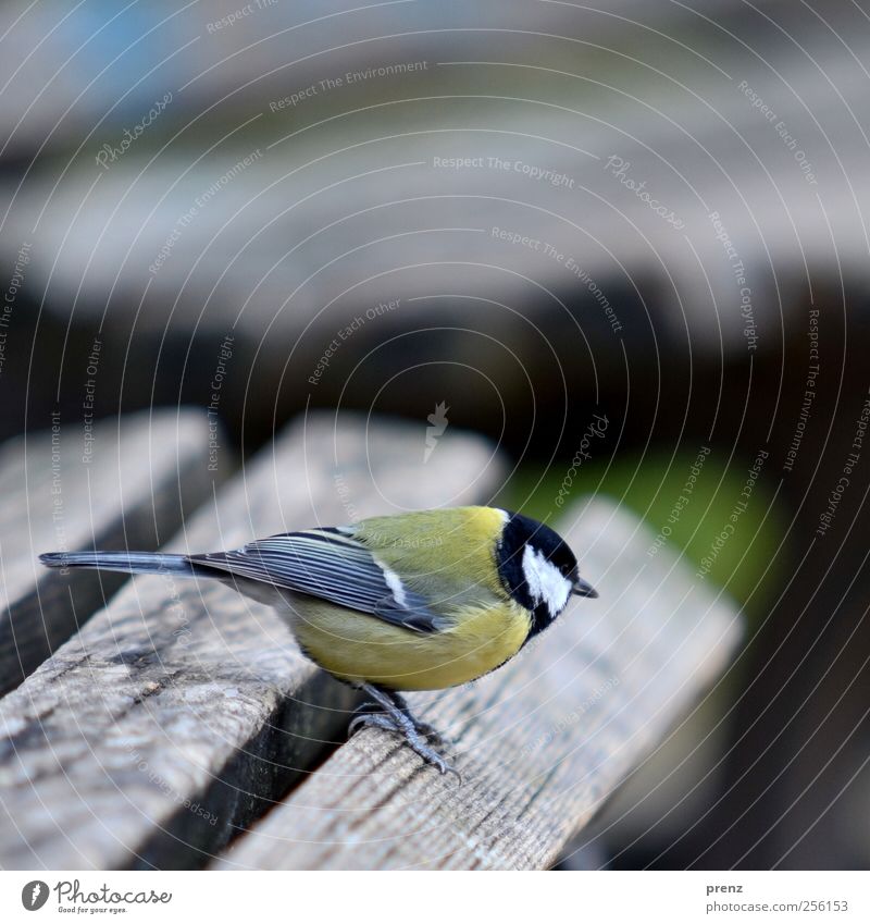 horizontally Nature Animal Wild animal Bird 1 Wood Stand Gray Tit mouse Bench Wooden board Colour photo Exterior shot Deserted Copy Space top Morning