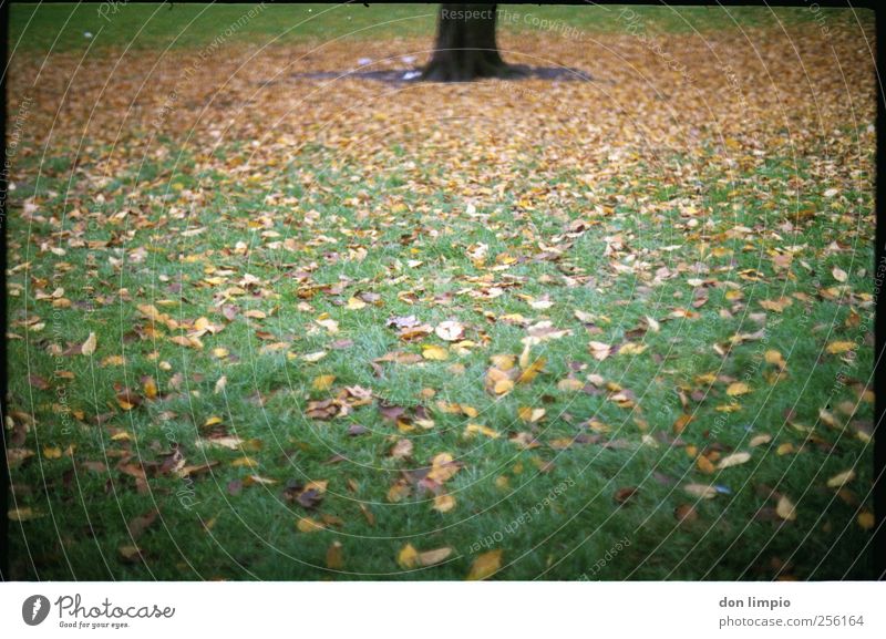 autumn Environment Nature Autumn Plant Tree Grass Leaf Foliage plant Park Meadow Lie To dry up Many Green Moody Analog Tree trunk Colour photo Exterior shot