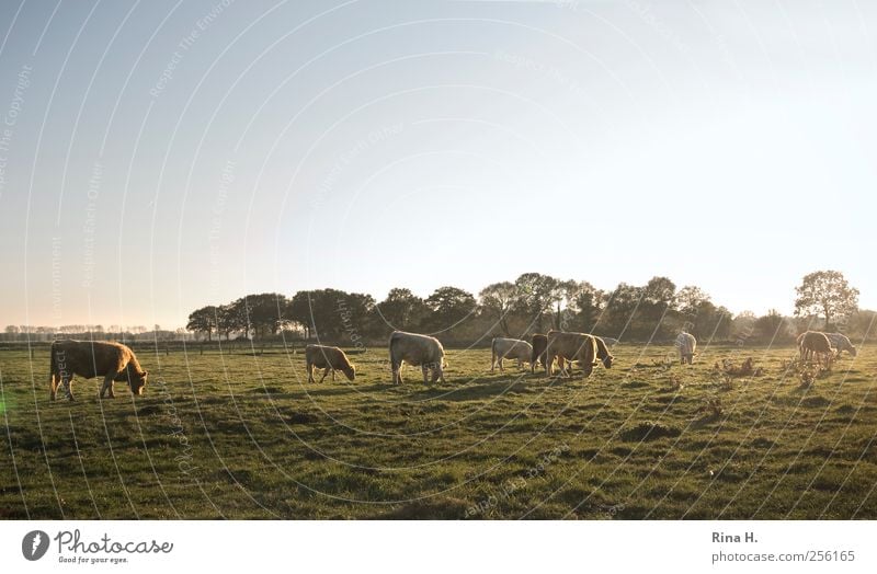 Happy cows Agriculture Forestry Nature Landscape Autumn Meadow Animal Farm animal Cow Group of animals Herd To feed Authentic Natural Green Moody Horizon Fog