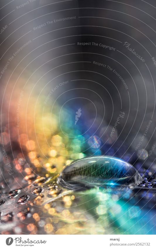 Drops with colored Drops of water Magnifying effect droplet Blur Background picture Abstract Glittering Exceptional Dark Authentic Together Small Blue