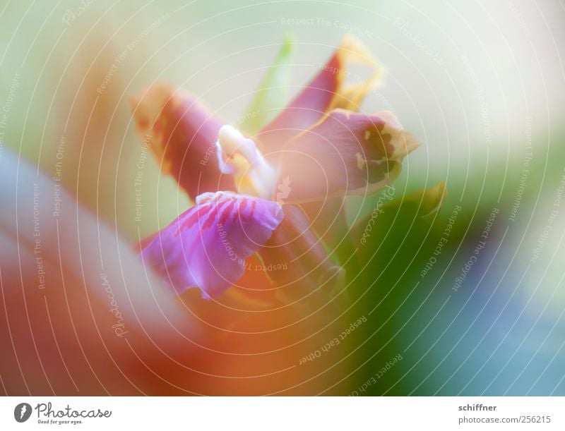 bit of colour Plant Flower Orchid Leaf Blossom Exotic Multicoloured Yellow Green Violet Pink Red Blur Shallow depth of field Gorgeous Delicate Play of colours