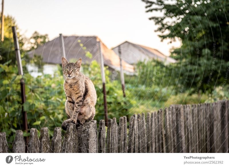Cat sitting on a wooden fence Contentment Garden Nature Landscape Sit Cute Action agile animals Balance Strange Domestic Farm Large-scale holdings Fence