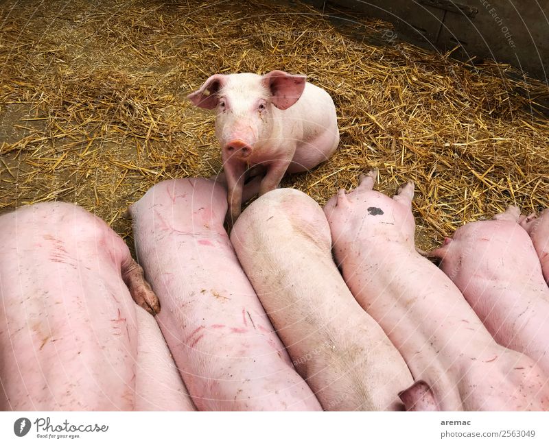 Young pigs on straw Meat Agriculture Hay Straw Barn Animal Farm animal Swine Group of animals Baby animal Pink Colour photo Exterior shot Aerial photograph Day