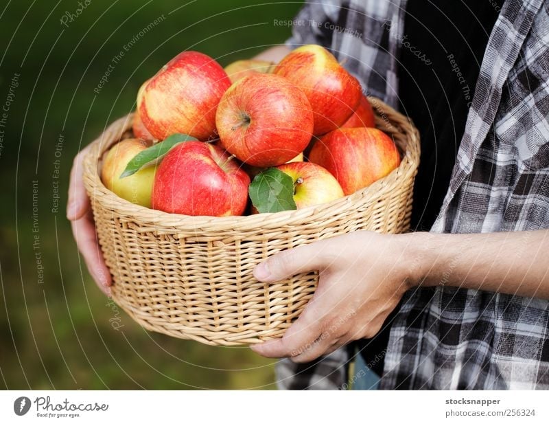 Apple Harvest Garden Gardening Exterior shot Autumn Wicker basket Food Hold Hand Fruit ripe Red Full Basket