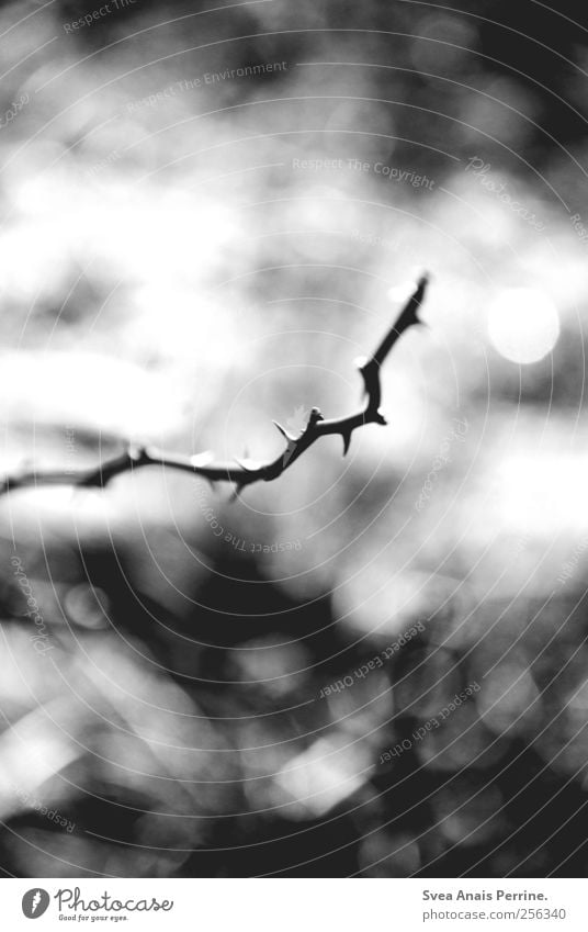 branch. Environment Bad weather Plant Thorn Branch Twigs and branches Dark Gloomy Concern Grief Death Apocalyptic sentiment Black & white photo Exterior shot