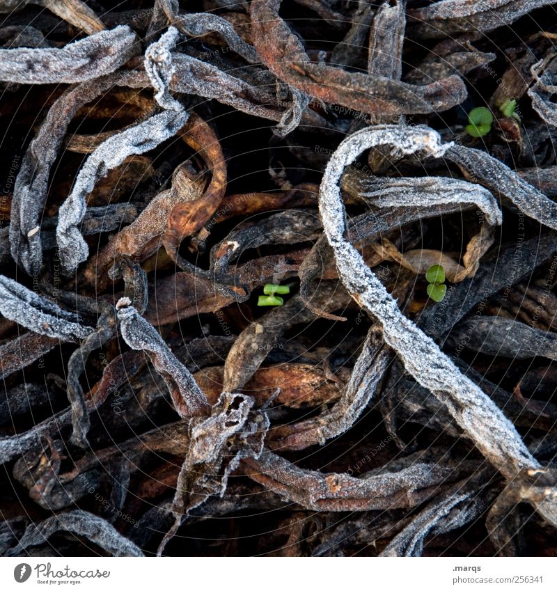 life goes on Environment Nature Winter Plant Compost Growth Cold Success Power Life Decline Past Frozen Assertiveness Colour photo Exterior shot Abstract