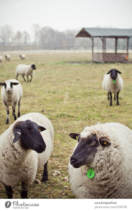 count sheep... Environment Nature Plant Animal Bad weather Fog Meadow Field Pasture Farm animal Sheep Herd Observe Stand Together Natural Round Green Black