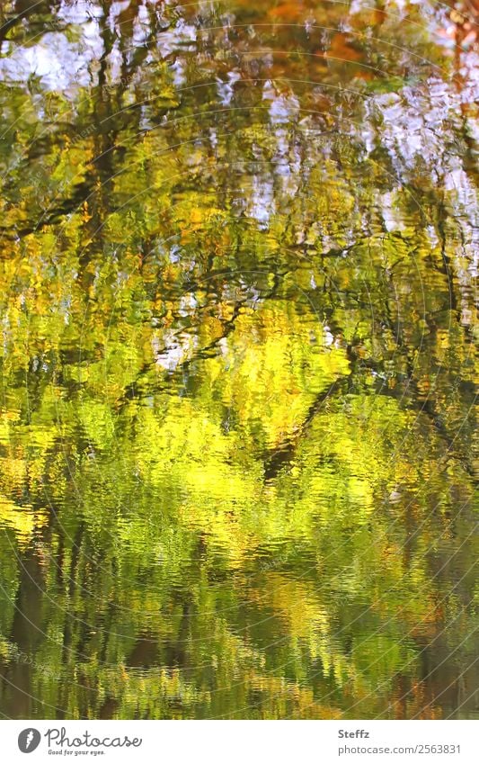 autumnal impression Pond Water reflection Surface of water Reflection mirrored Reflection in the water autumn impression Impression October hazy Washed out