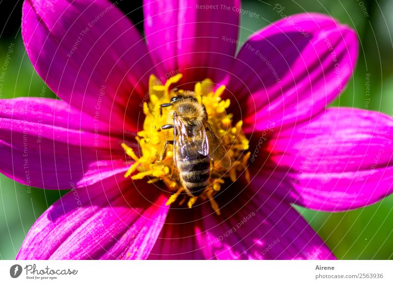 Found food Flower Bee 1 Animal Pollen Flying To feed Crawl Fragrance Natural Yellow Gold Pink Joie de vivre (Vitality) Nature Diligent Purple Colour