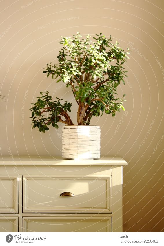 Bonsoir Bonsai Living or residing Flat (apartment) Interior design Decoration Furniture Cupboard Chest of drawers Plant Foliage plant Pot plant Wood White