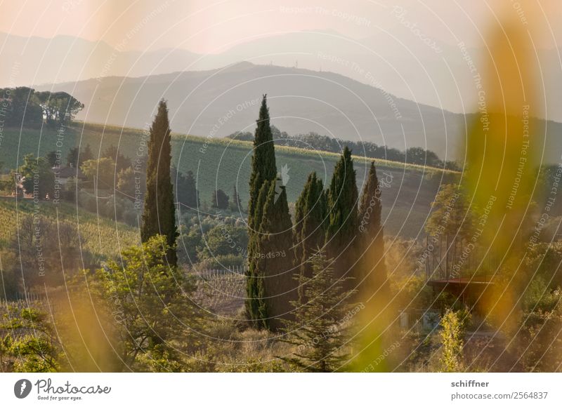 A foray through Tuscany III Environment Nature Landscape Plant Summer Beautiful weather Tree Grass Bushes Meadow Field Forest Warmth Brown Gold Green Italy
