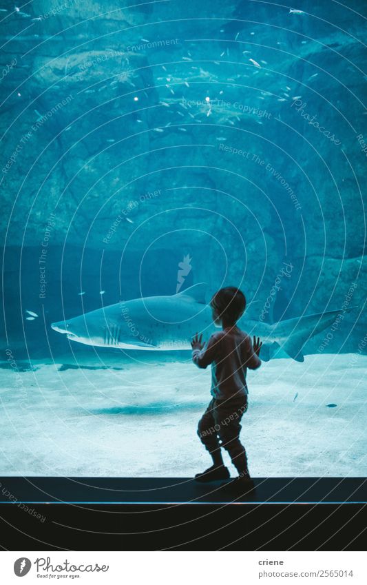 excited boy watching a shark in zoo Joy Happy Beautiful Life Vacation & Travel Trip Ocean Child School Human being Boy (child) Family & Relations Zoo Nature