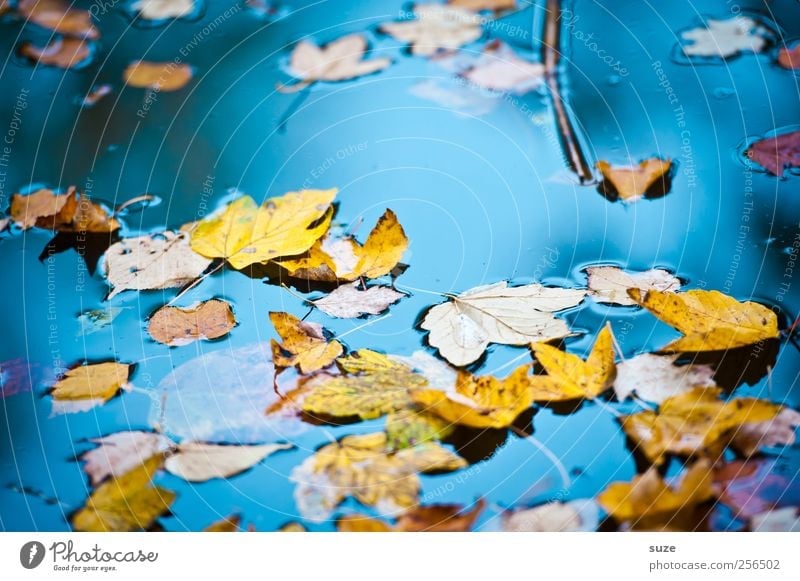Colourful hustle and bustle Environment Nature Landscape Elements Water Autumn Weather Beautiful weather Leaf Yellow Gold Transience Autumn leaves Autumnal