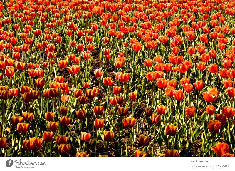 tulips Environment Nature Landscape Plant Spring Summer Climate Weather Beautiful weather Flower Leaf Blossom Garden Park Good Tulip field Spring flowerbed