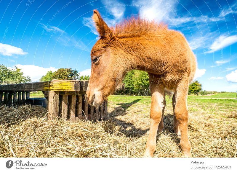 Foal eating hay at a farm in the summer Eating Beautiful Summer Nature Animal Grass Horse To feed Stand Small Natural Cute Brown Green Farm Rural Hay barnyard
