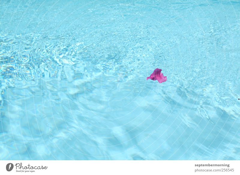Flower in water Summer Beautiful weather Blossom Water Juicy Clean Blue Violet Loneliness Colour photo Exterior shot Deserted Day Swimming pool