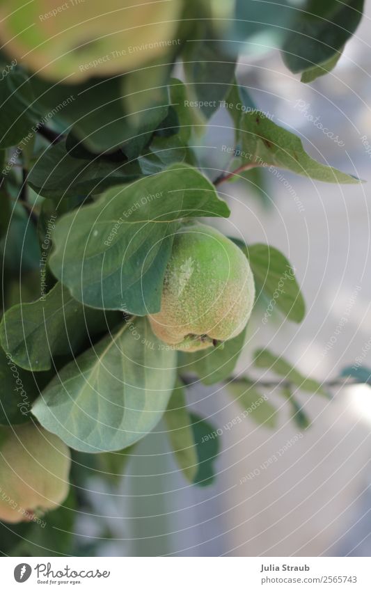 Quince tree leaves Nature Summer Beautiful weather Tree Quince leaf Garden Hang Looking Fresh Natural Green Colour photo Exterior shot Day Central perspective