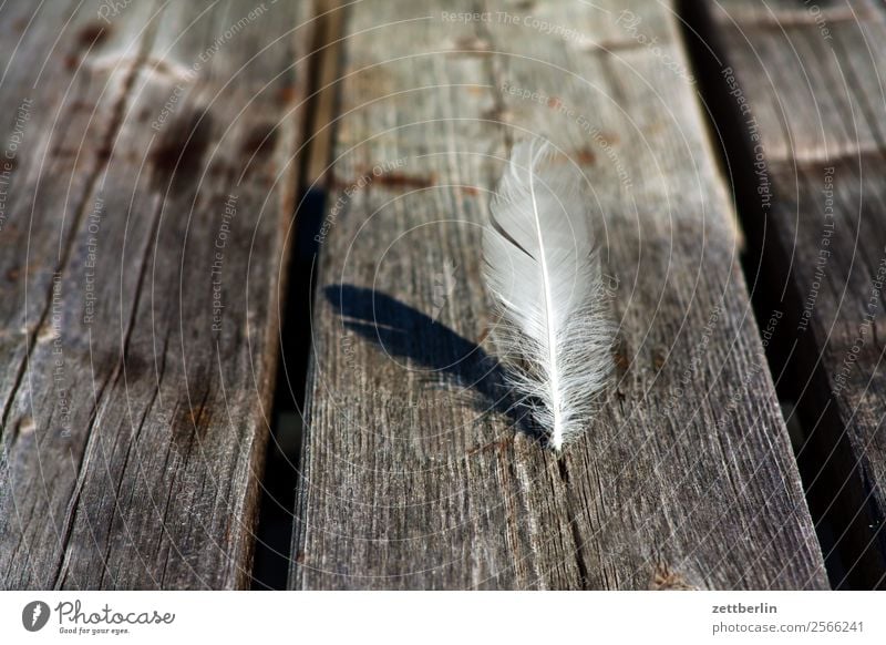 gull feather Feather Bird Downy feather White Thread Wood Table Wooden table Weathered Structures and shapes Wood grain Wood fiber Wooden board Light Shadow