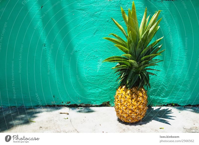 Huge Pineapple on turquoise wall with sunlight Food Fruit Exotic Vacation & Travel Tourism Summer Summer vacation Sun Nature Wall (barrier) Wall (building)