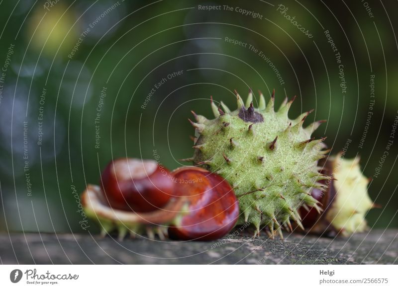 ripe chestnuts with spiky shells lie on wood Environment Nature Plant Autumn Chestnut Sheath Park Love Esthetic Uniqueness natural Brown Gray green Life