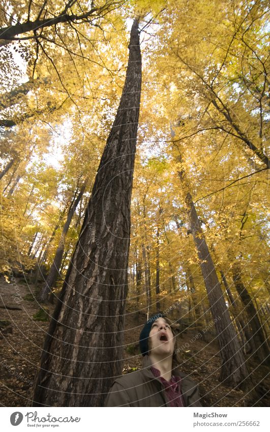 Looking up the highest tree. Trip Masculine Face 1 Human being 18 - 30 years Youth (Young adults) Adults Nature Autumn Tree Forest Esthetic Warmth Yellow