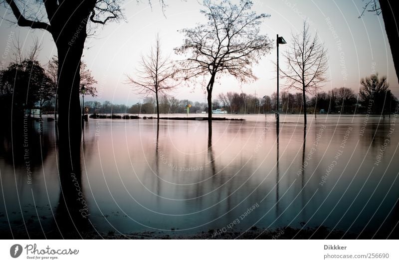 Floods on the Main River Environment Landscape Water Sky Sunrise Sunset Tree Coast River bank Frankfurt Cold Nature Surrealism Environmental pollution Town