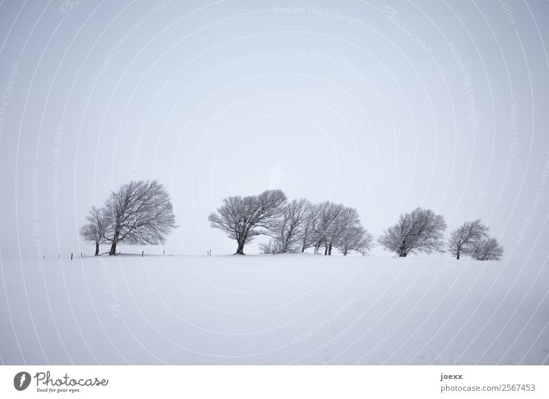 Wind shaped bare trees in hazy winter landscape White Gray Subdued colour Landscape Tree Deserted Winter's day Winter mood Fog Snowscape Exterior shot