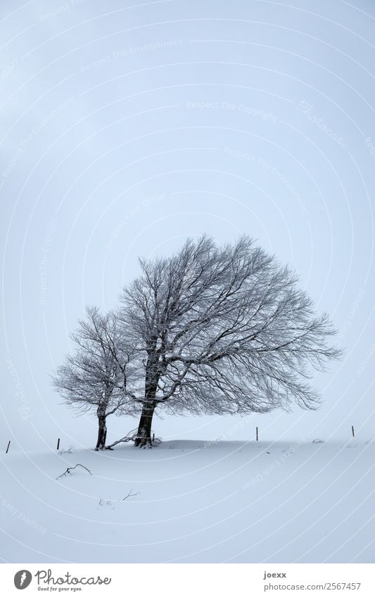 Together Landscape Ice Frost Snow Tree Dark Cold Gloomy Blue Black White Patient Calm Wind cripple Colour photo Subdued colour Exterior shot Deserted Day