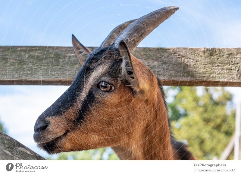 Cute goat portrait Animal Farm animal Animal face 1 Funny Brown Delightful agriculture black stripes domestic animal expressive eyes Delicate Goats horns