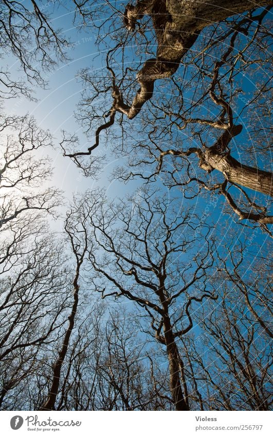Spiekeroog. Tree crowns. Nature Plant Sky Infinity Blue Treetop Branchage Leafless Colour photo Exterior shot Deserted Wide angle