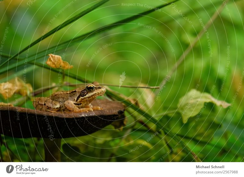 Frog: View from a mushroom platform Environment Nature Mushroom Forest Animal Wild animal 1 Looking Jump Authentic Friendliness Beautiful Sustainability