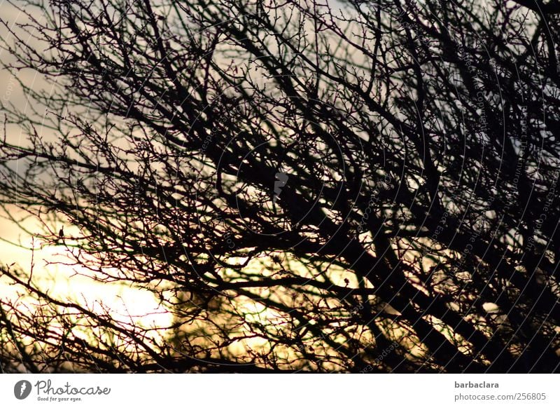 windswept Landscape Sunrise Sunset Climate Wind Gale Tree Branch Movement Illuminate Growth Threat Wild Blue Gold Black Moody Power Protection Bizarre Nature