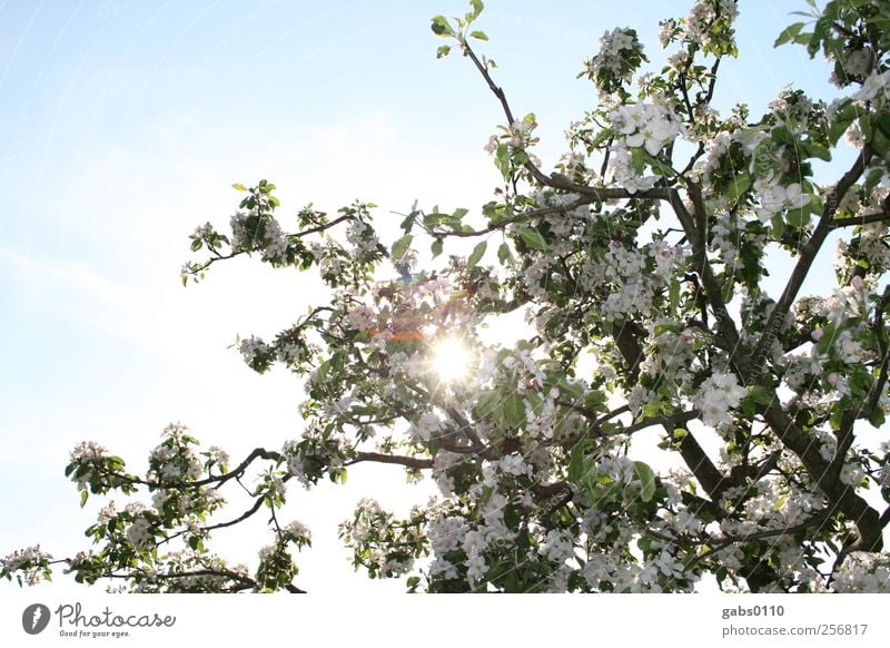 finally spring! Environment Nature Plant Sky Cloudless sky Sun Spring Tree Leaf Blossom Garden Fragrance Free Kitsch Beautiful Strong Blue Brown Green White