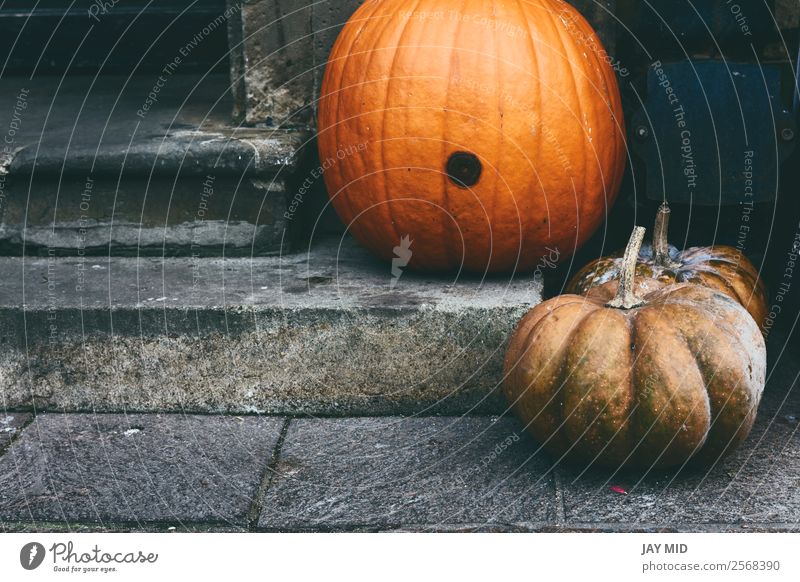 Two pumpkins at the entrance of the house on the stairs Food Lifestyle Design Vacation & Travel House (Residential Structure) Decoration Thanksgiving Hallowe'en