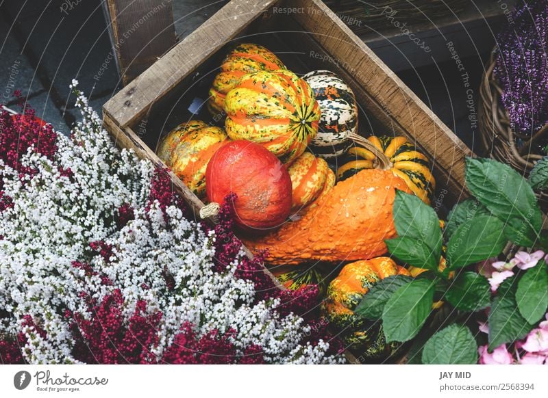 kinds of pumpkins inside a wooden box with flowers Food Vegetable Decoration Thanksgiving Hallowe'en Christmas & Advent New Year's Eve Nature Autumn Flower
