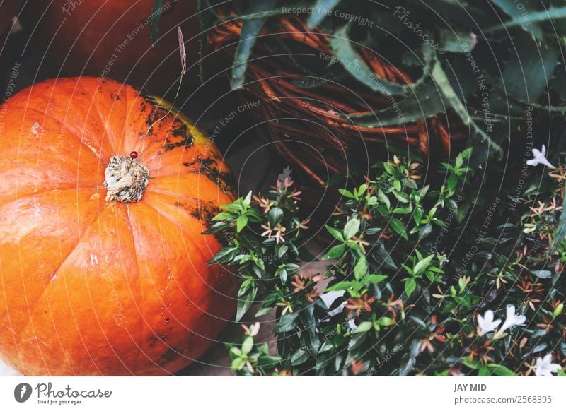 pumpkins and flowers, decoration on the street Food Thanksgiving Hallowe'en Christmas & Advent New Year's Eve Orange Emphasis Exterior shot Deserted